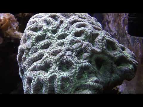 Reef aquarium 003. Favia Brain Coral and Butterflyfish. \'ტვინის მარჯანი\'.  Мозговой Коралл